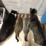 ありた ちゃみ ぐみ ぺーた